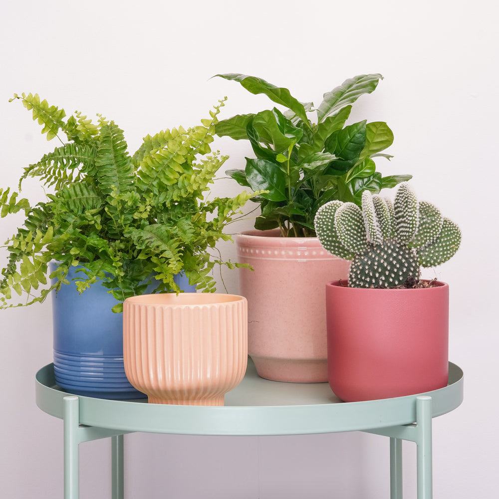 Indoor Some Bunny Loves You | Plant Bundle | 3 X PLANTS | 3 X POTS | Indoor Plant Bundle