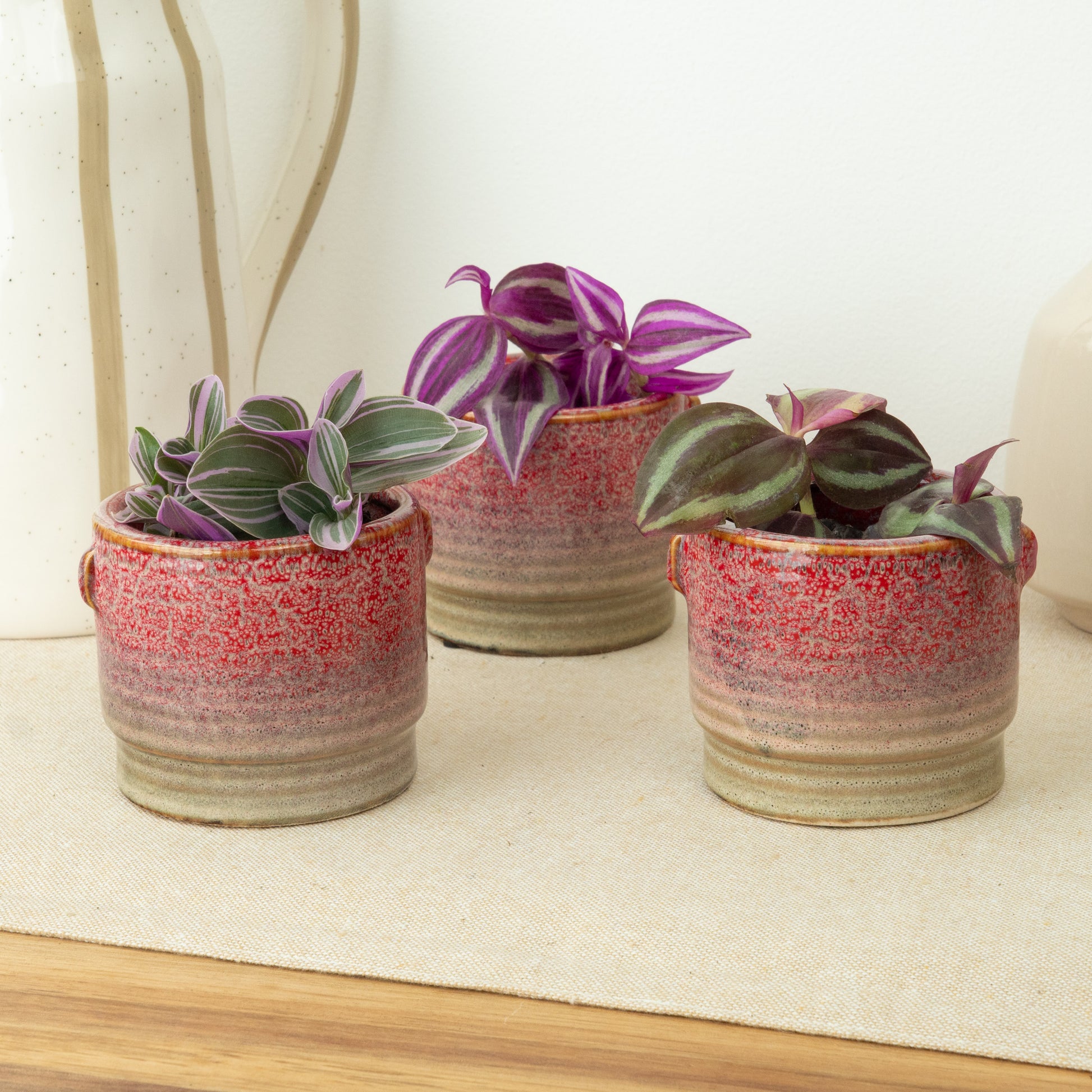 Funky Dudes | Plant Bundle