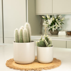 Prickly Pair  | Plant Bundle - Indoor Plant
