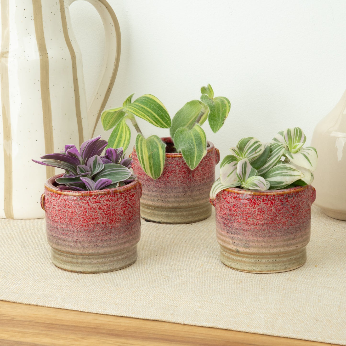 Happy Dudes | Plant Bundle