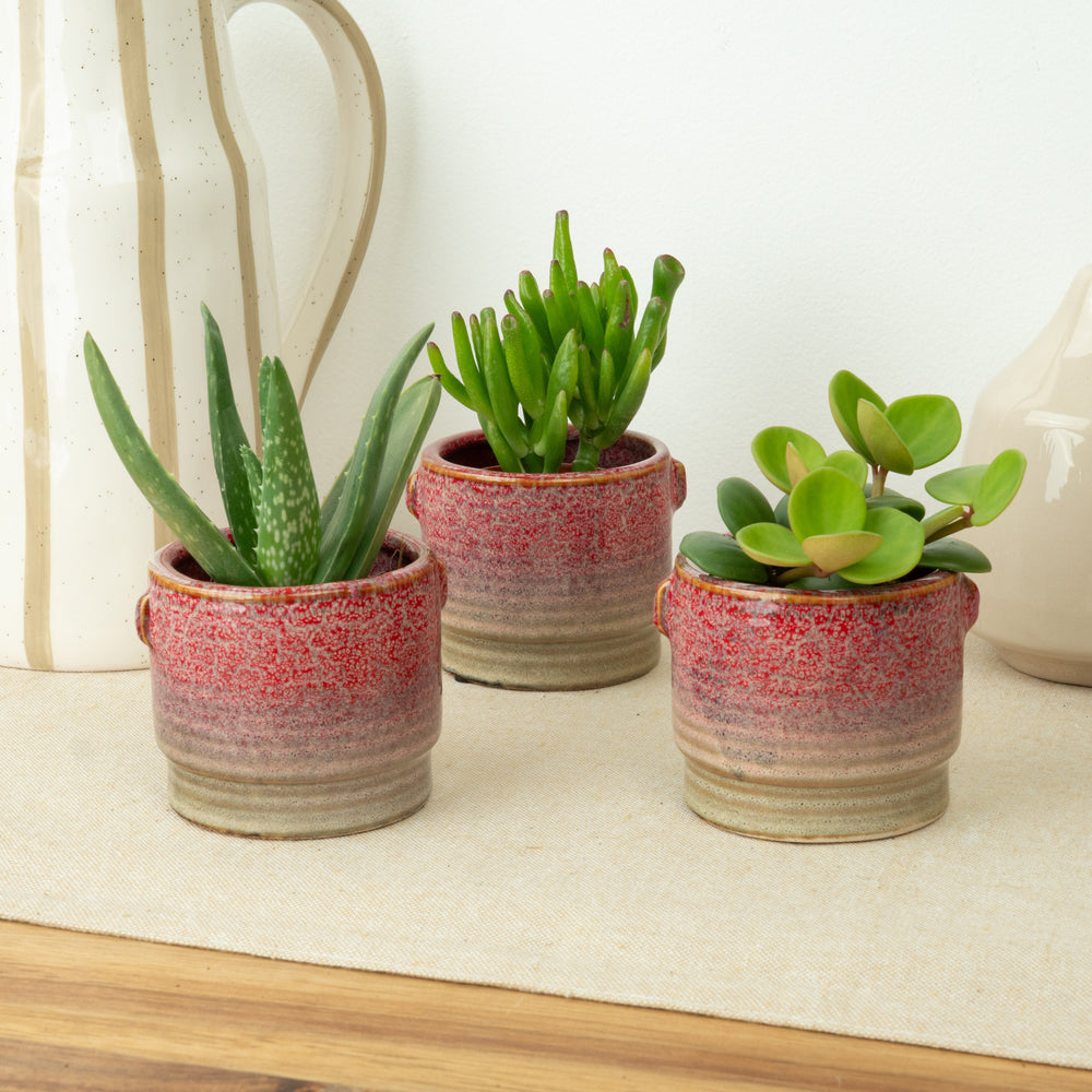 Indoor Little Desert Luxe | Plant Bundle | 3 X PLANTS | 3 X POTS | Indoor Plant Bundle