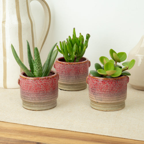 Little Desert Luxe | Plant Bundle