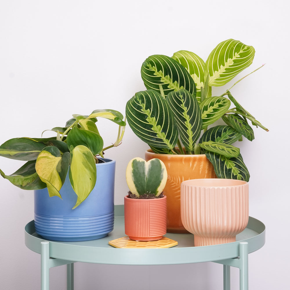 Indoor Hop Into Spring | Plant Bundle | 3 X PLANTS | 3 X POTS | Indoor Plant Bundle