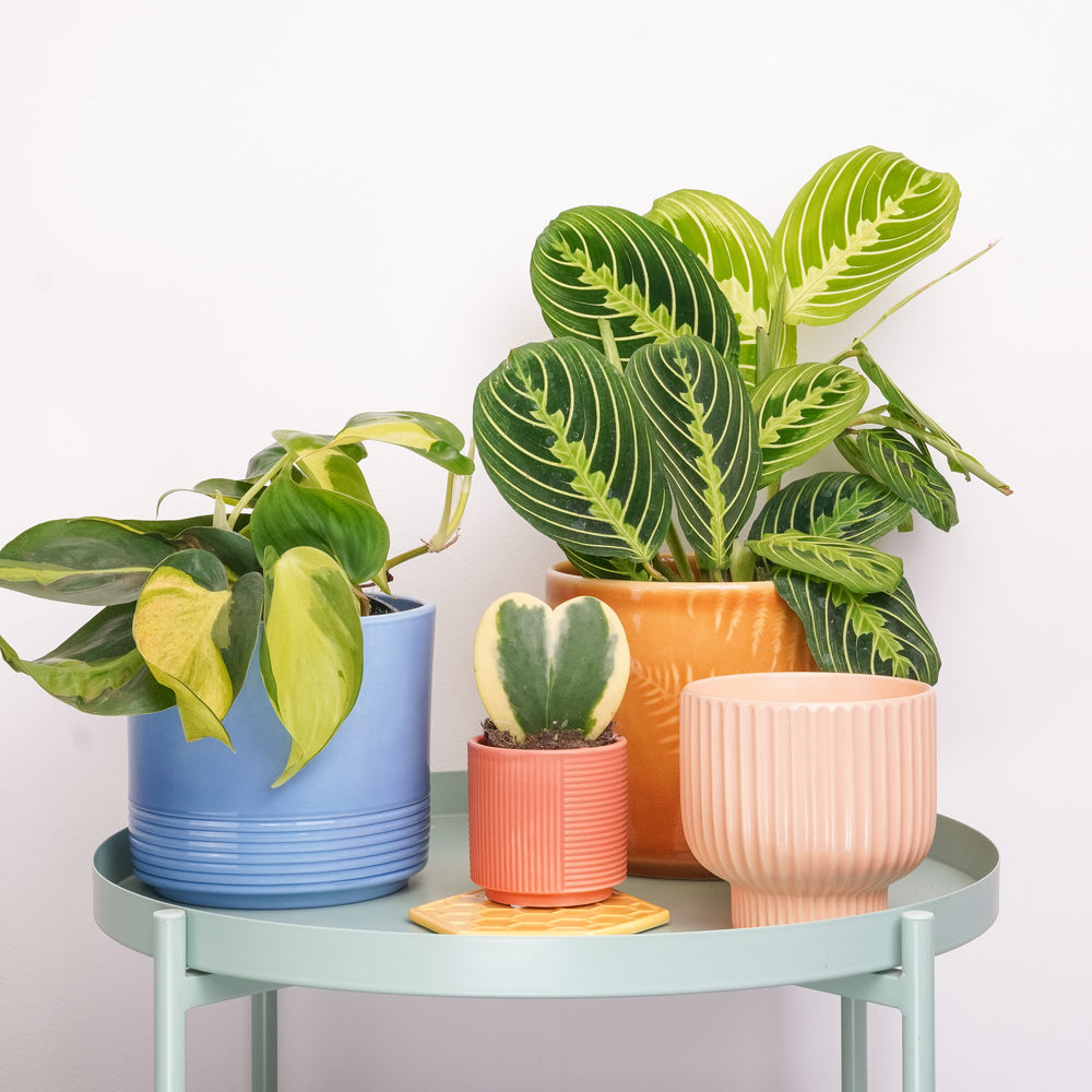 Indoor Hop Into Spring | Plant Bundle | 3 X PLANTS | 3 X POTS | Indoor Plant Bundle