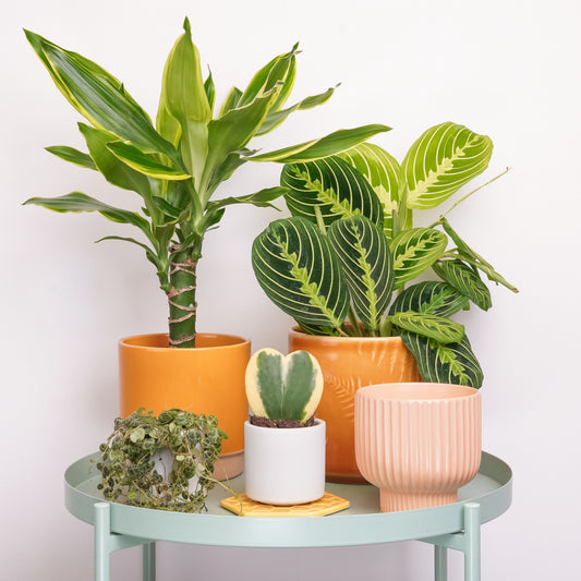Spring Fling | Plant Bundle | 