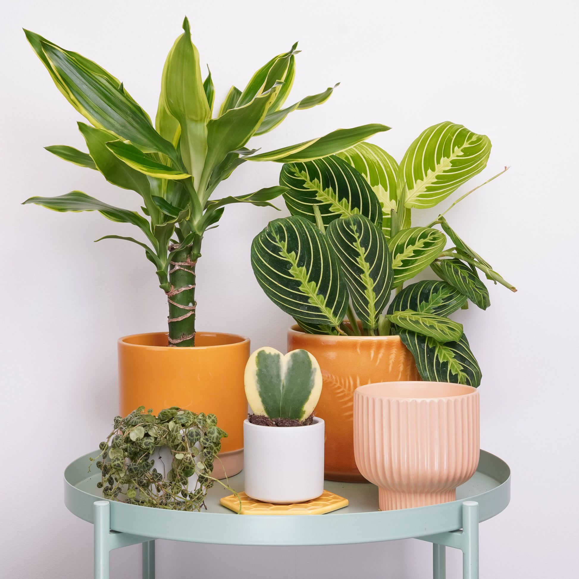 Spring Fling | Plant Bundle