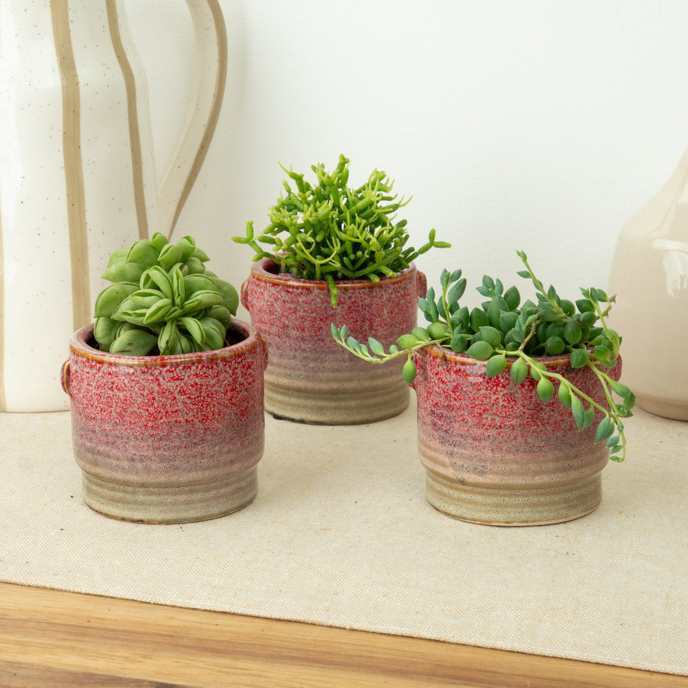 Indoor Shelfie Sprouts | Plant Bundle | 3 X PLANTS | 3 X POTS | Indoor Plant Bundle
