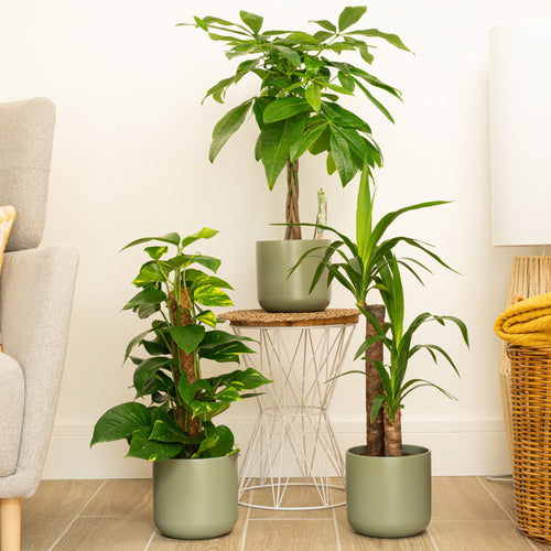 Statement | Plant Bundle