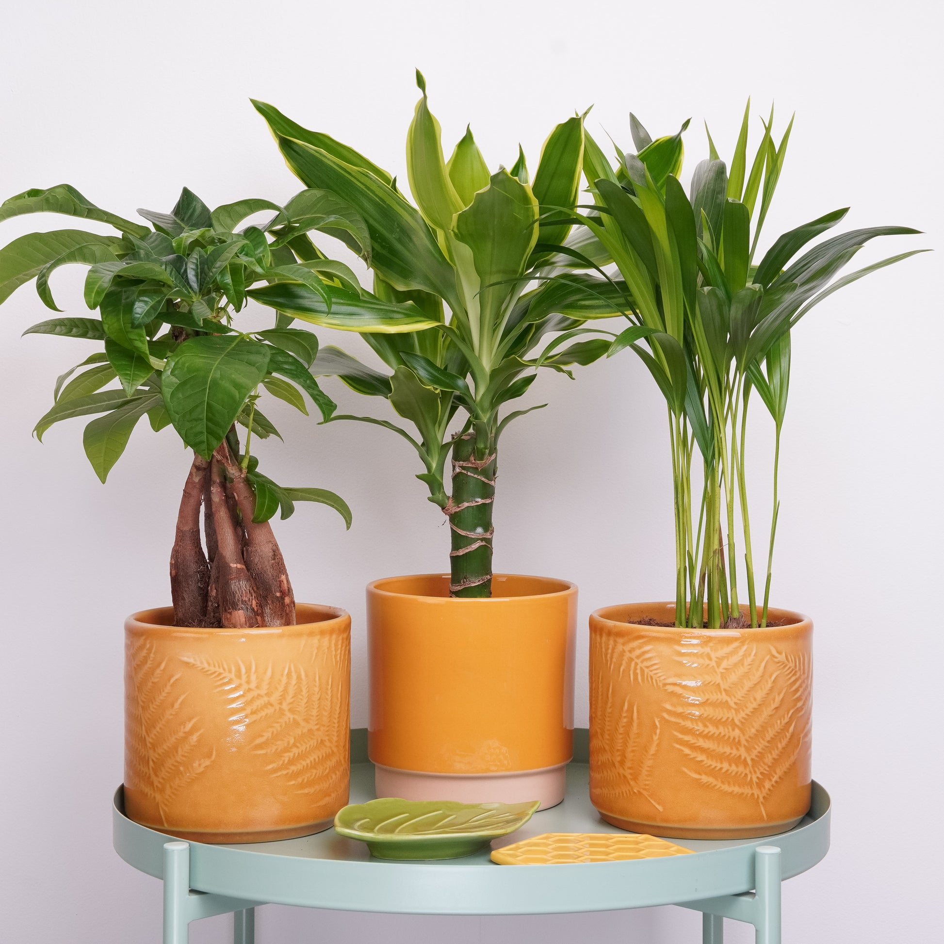 Hello Sunshine | Plant Bundle