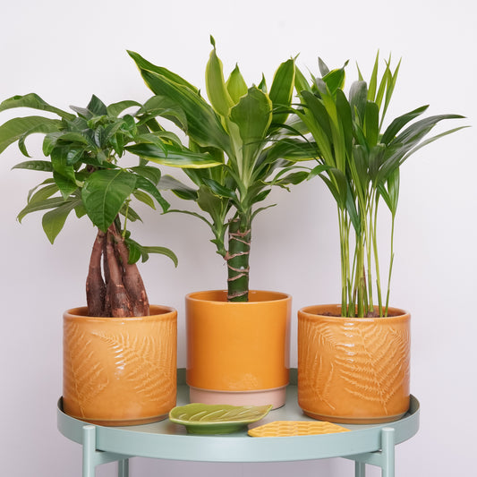 Hello Sunshine | Plant Bundle | Indoor Plants On Sale