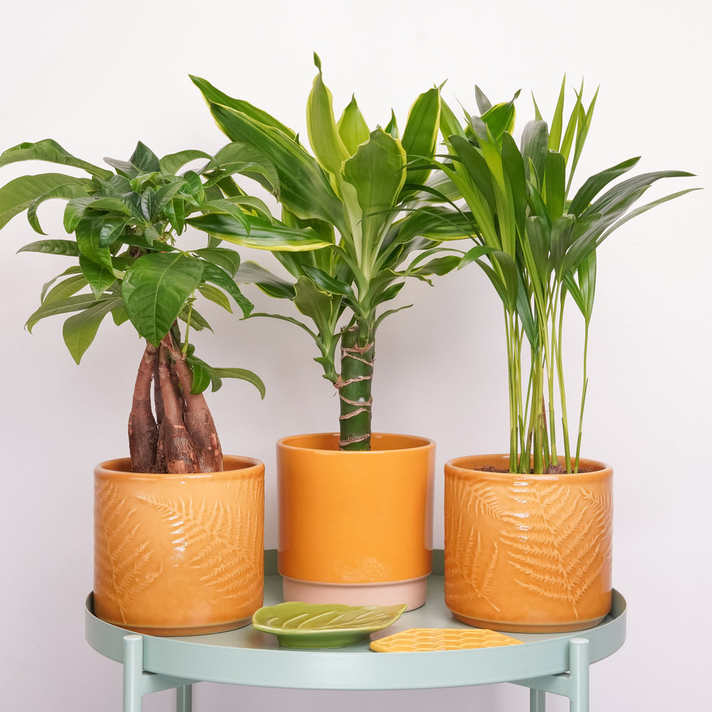 Indoor Hello Sunshine | Plant Bundle | 3 X PLANTS | 3 X POTS | Indoor Plant Bundle