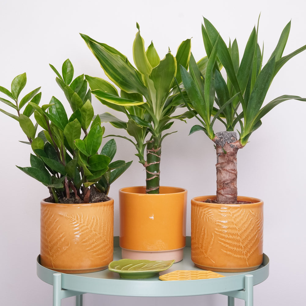 Indoor You're My Sunshine | Plant Bundle | 3 X PLANTS | 3 X POTS | Indoor Plant Bundle