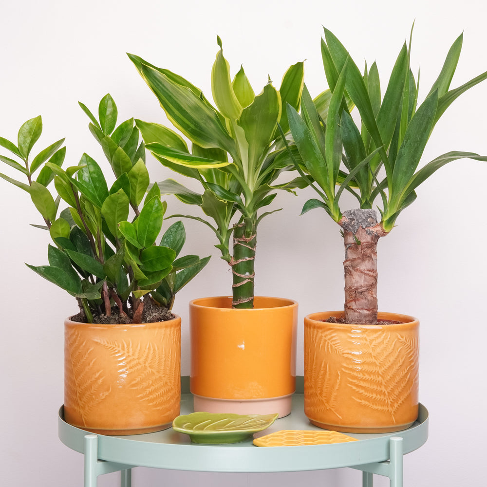 Indoor You're My Sunshine | Plant Bundle | 3 X PLANTS | 3 X POTS | Indoor Plant Bundle