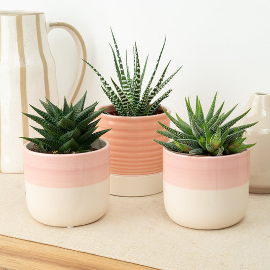 Soft Reset | Plant Bundle | 