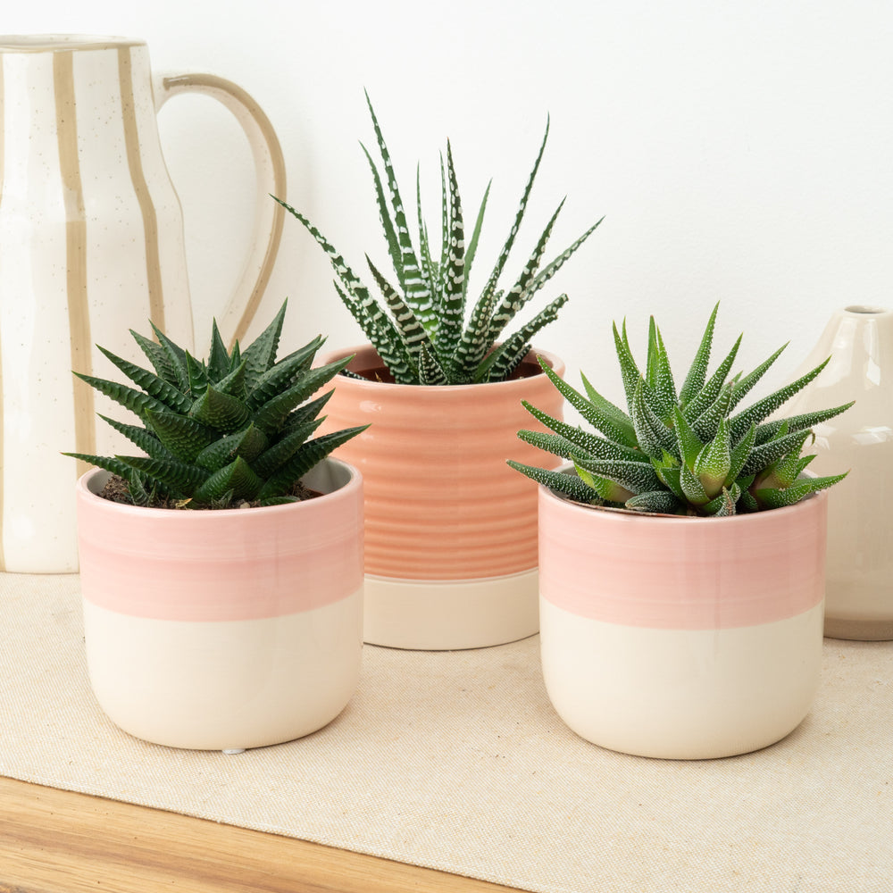 Indoor Soft Reset | Plant Bundle | 3 X PLANTS | 3 X POTS | Indoor Plant Bundle