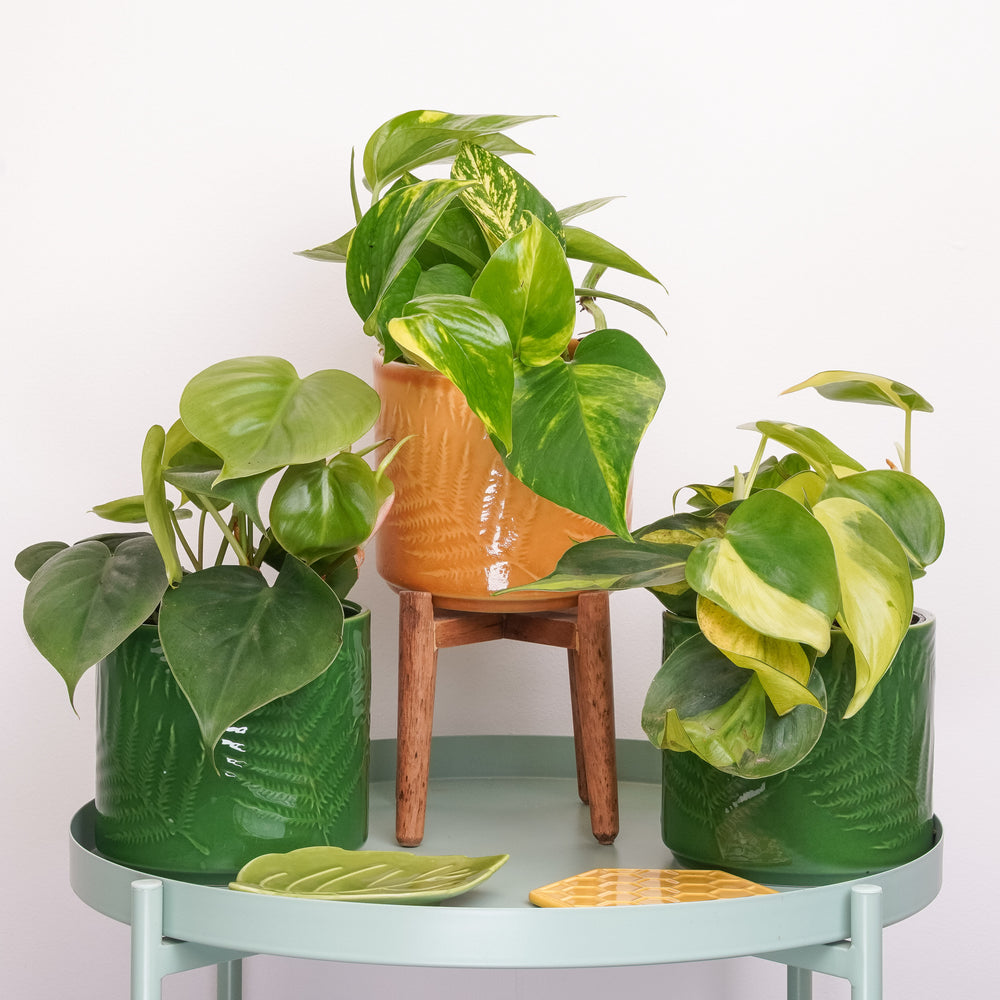 Indoor Bright Days | Plant Bundle | 3 x PLANTS | 3 X POTS | Indoor Plant Bundle