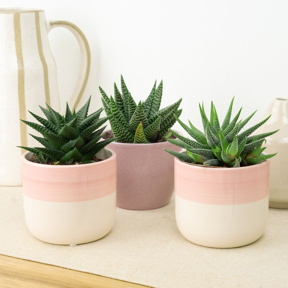 Indoor Desk Darlings | Plant Bundle | 3 X PLANTS | 3 X POTS | Indoor Plant Bundle