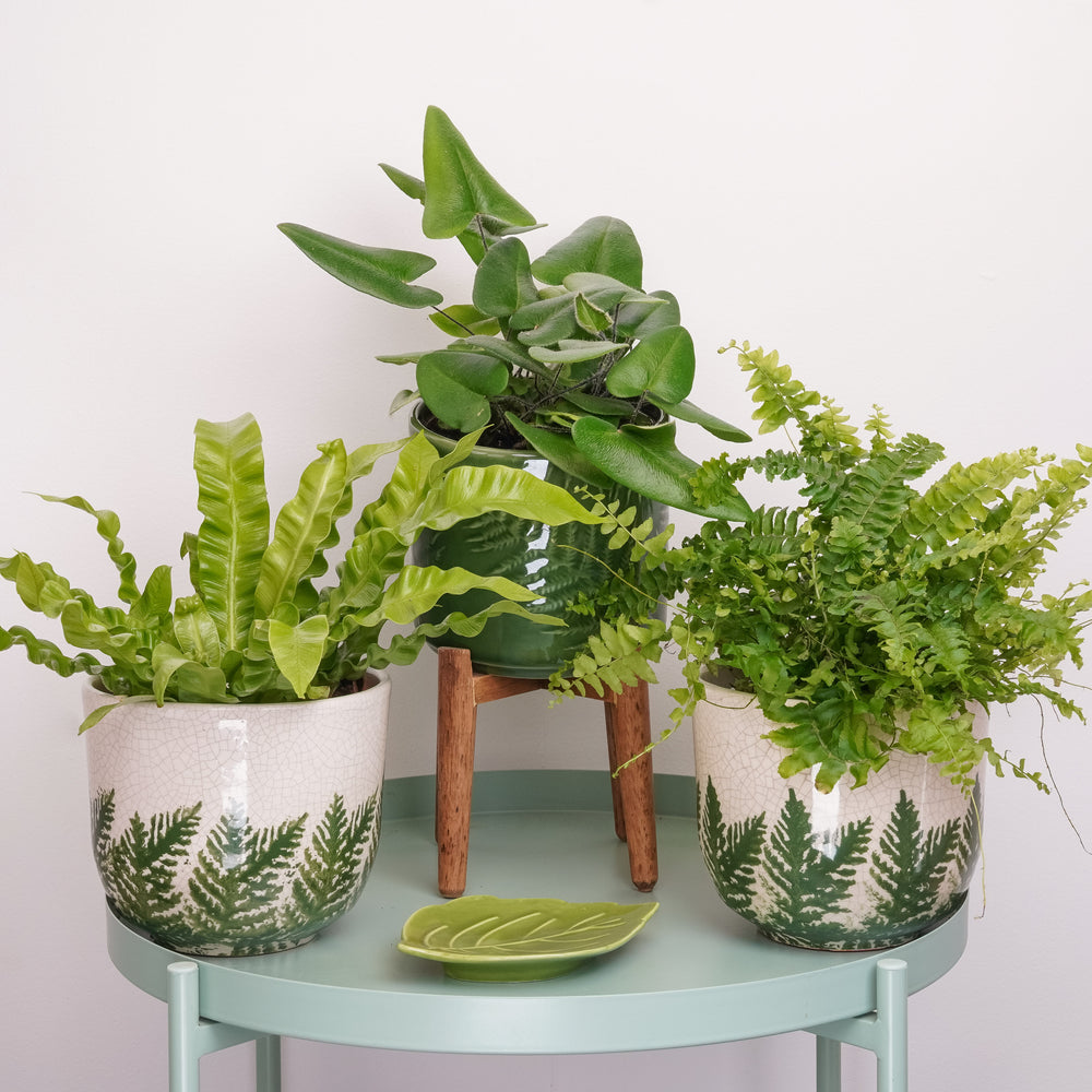 Indoor Laid Back Greens | Plant Bundle | 3 x PLANTS | 3 X POTS | Indoor Plant Bundle