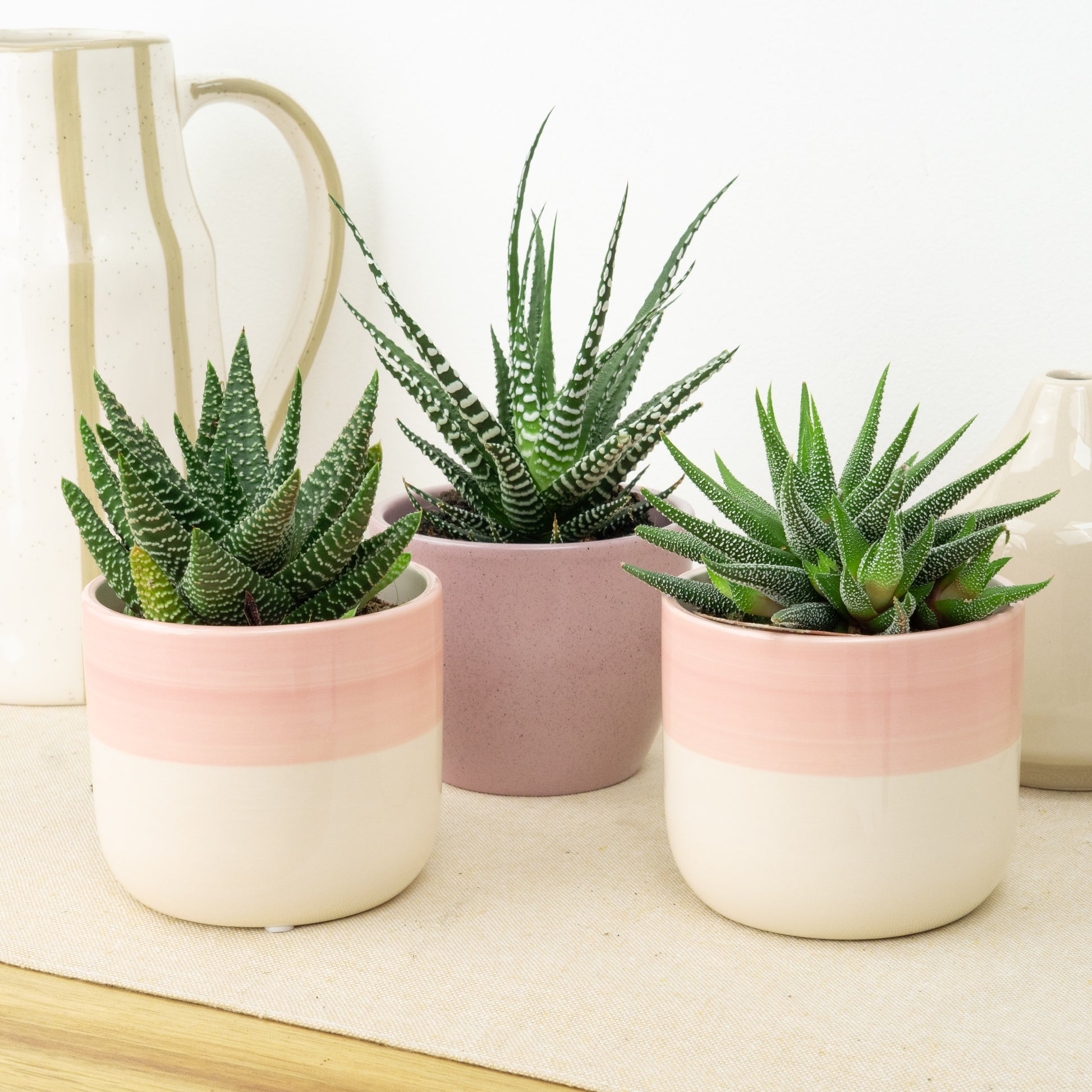 Dreamy Minimal | Plant Bundle