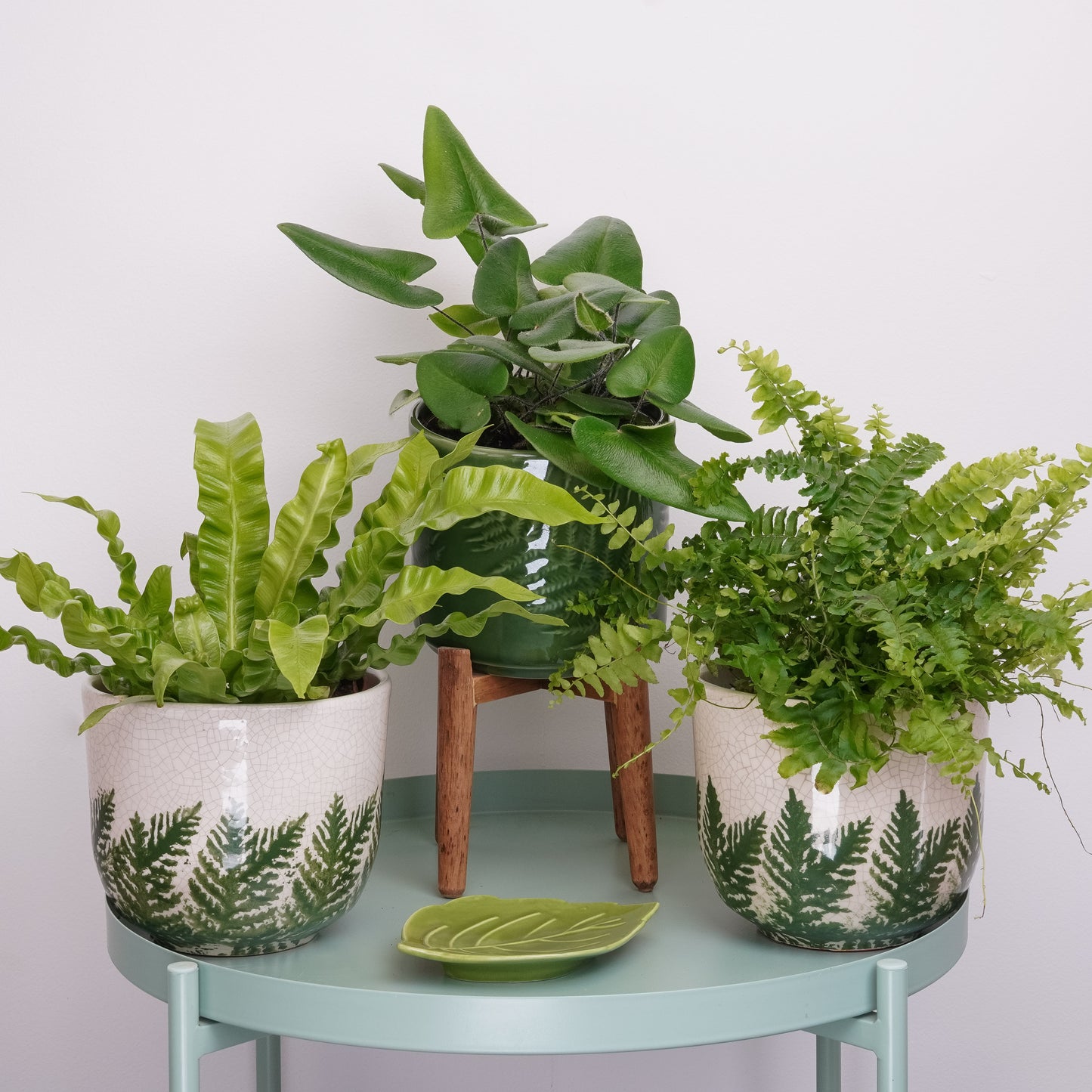 Laid Back Greens | Plant Bundle