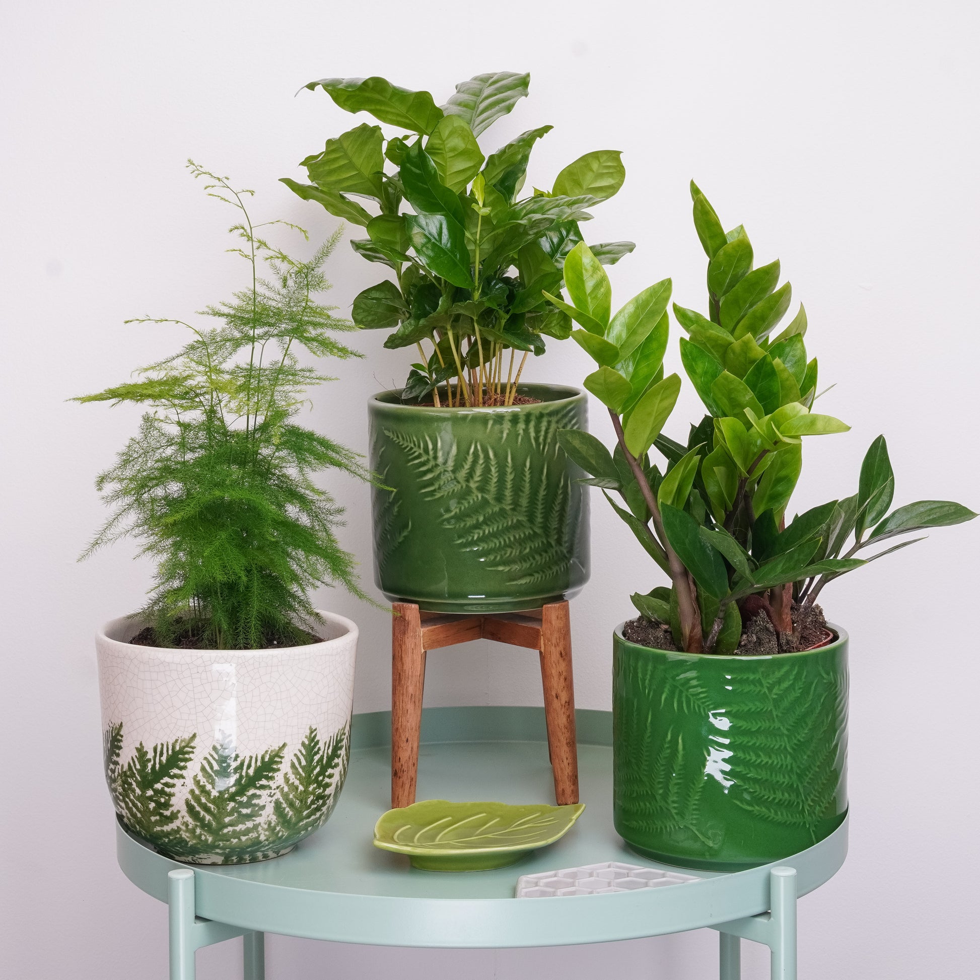Soft Green Vibes | Plant Bundle