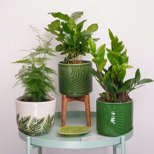 Soft Green Vibes | Plant Bundle | 