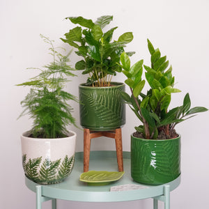 Soft Green Vibes | Plant Bundle - Indoor Plant