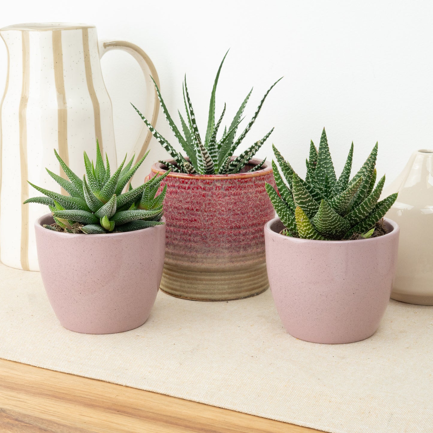Soft Desert Vibes | Plant Bundle