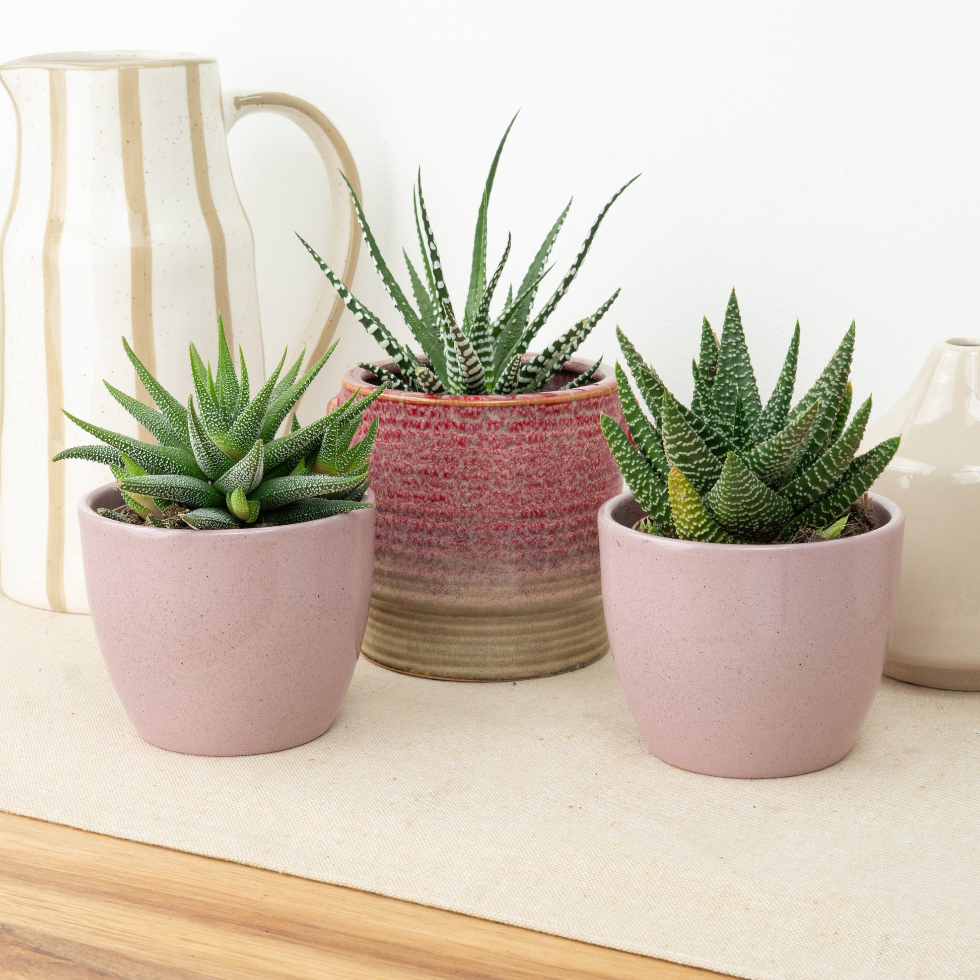 Soft Desert Vibes | Plant Bundle