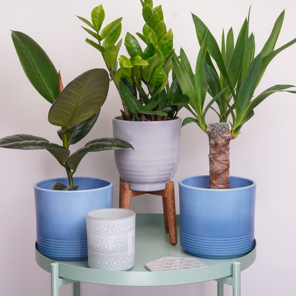 Indoor Chill Plant Lover | Plant Bundle | 3 x PLANTS | 3 X POTS | Indoor Plant Bundle