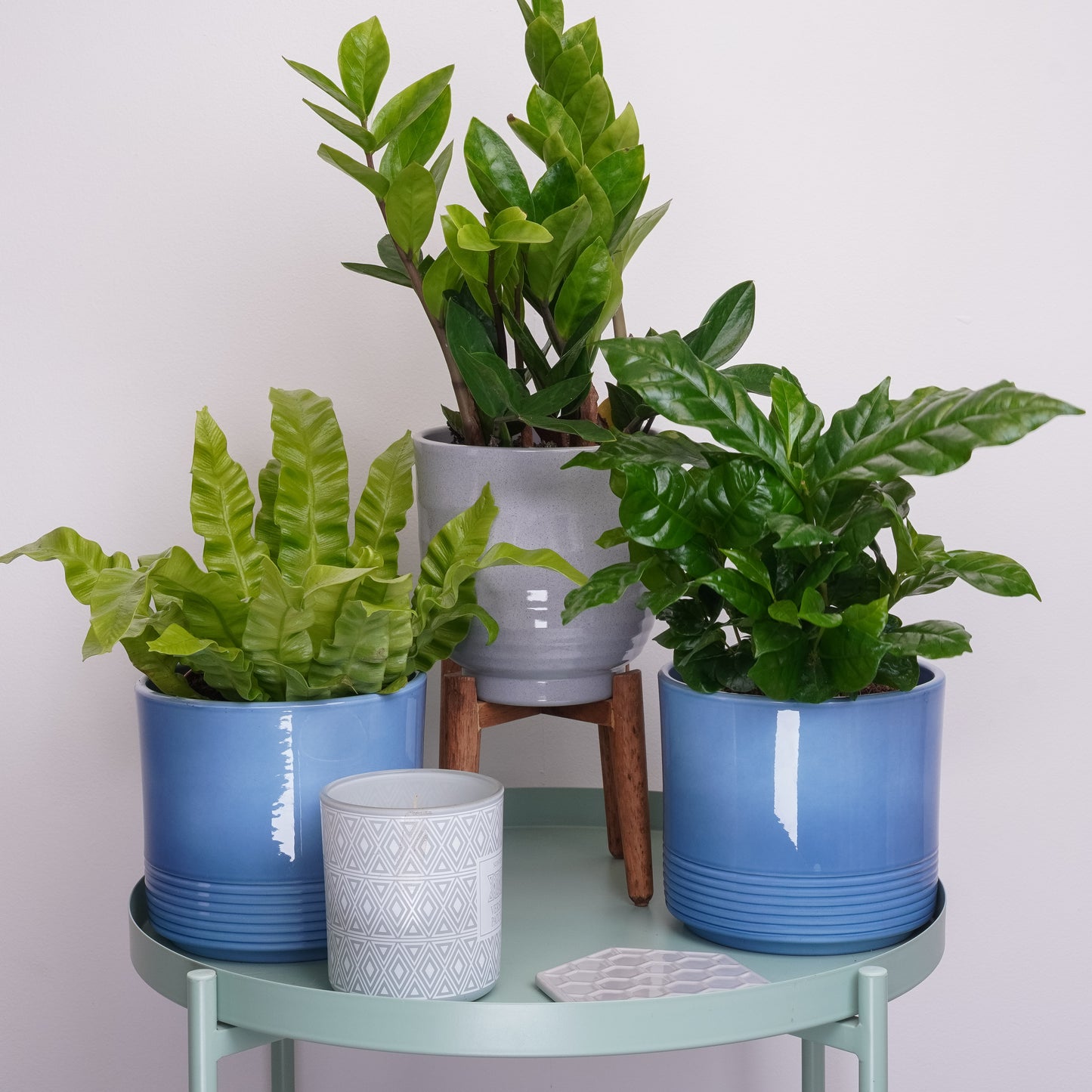 Calm Home | Plant Bundle