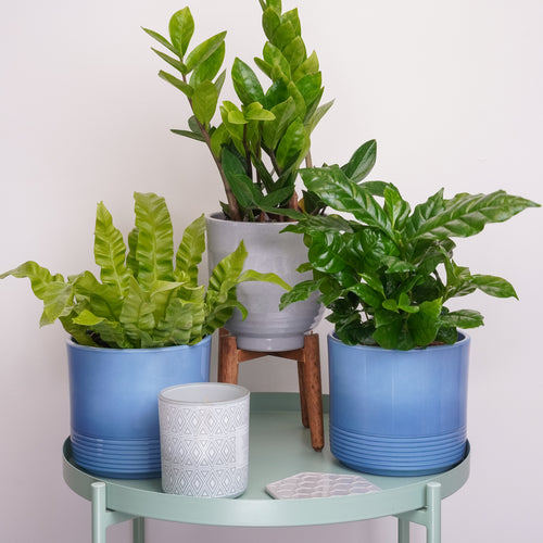 Calm Home | Plant Bundle