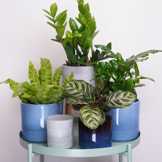 Office Jungle | Plant Bundle | Indoor Plants On Sale