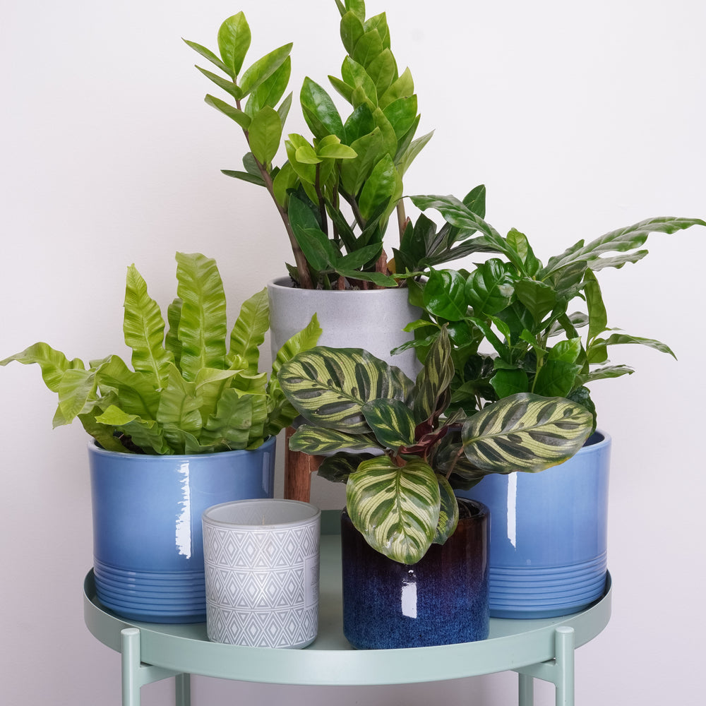 Indoor Office Jungle | Plant Bundle | 4 X PLANTS | 4 X POTS | Indoor Plant Bundle