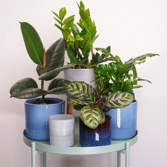 Botanist's Club | Plant Bundle | 