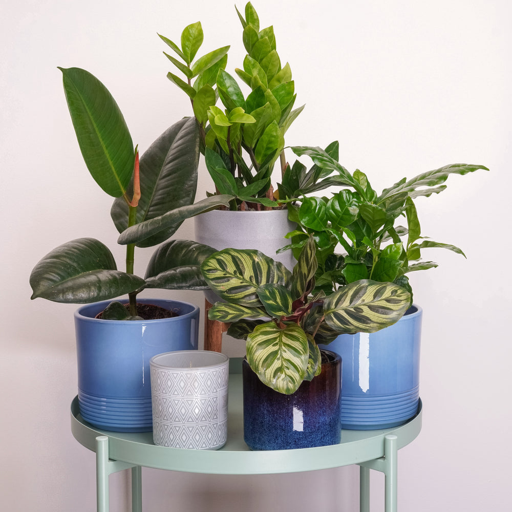 Indoor Botanist's Club | Plant Bundle | 4 X PLANTS | 4 X POTS | Indoor Plant Bundle