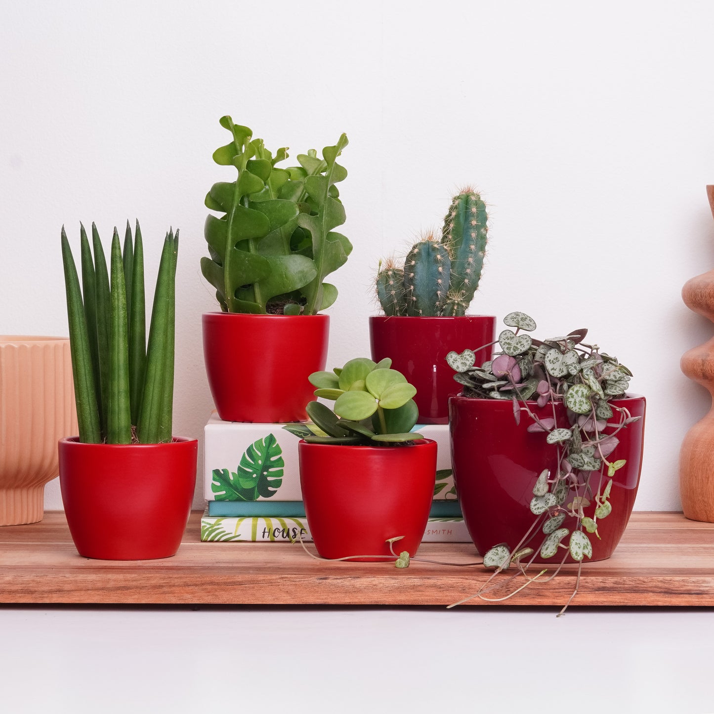 You Make My Heart Throb | Plant Bundle