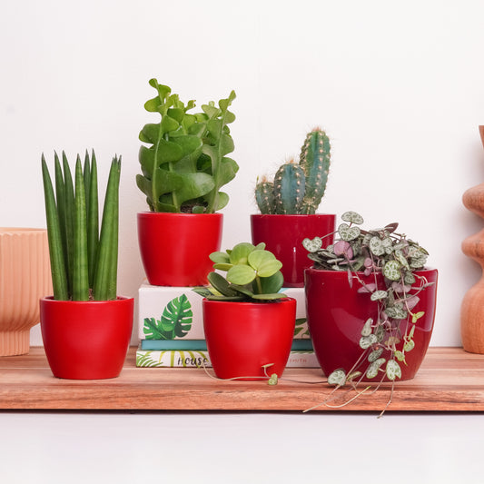 You Make My Heart Throb | Plant Bundle | 