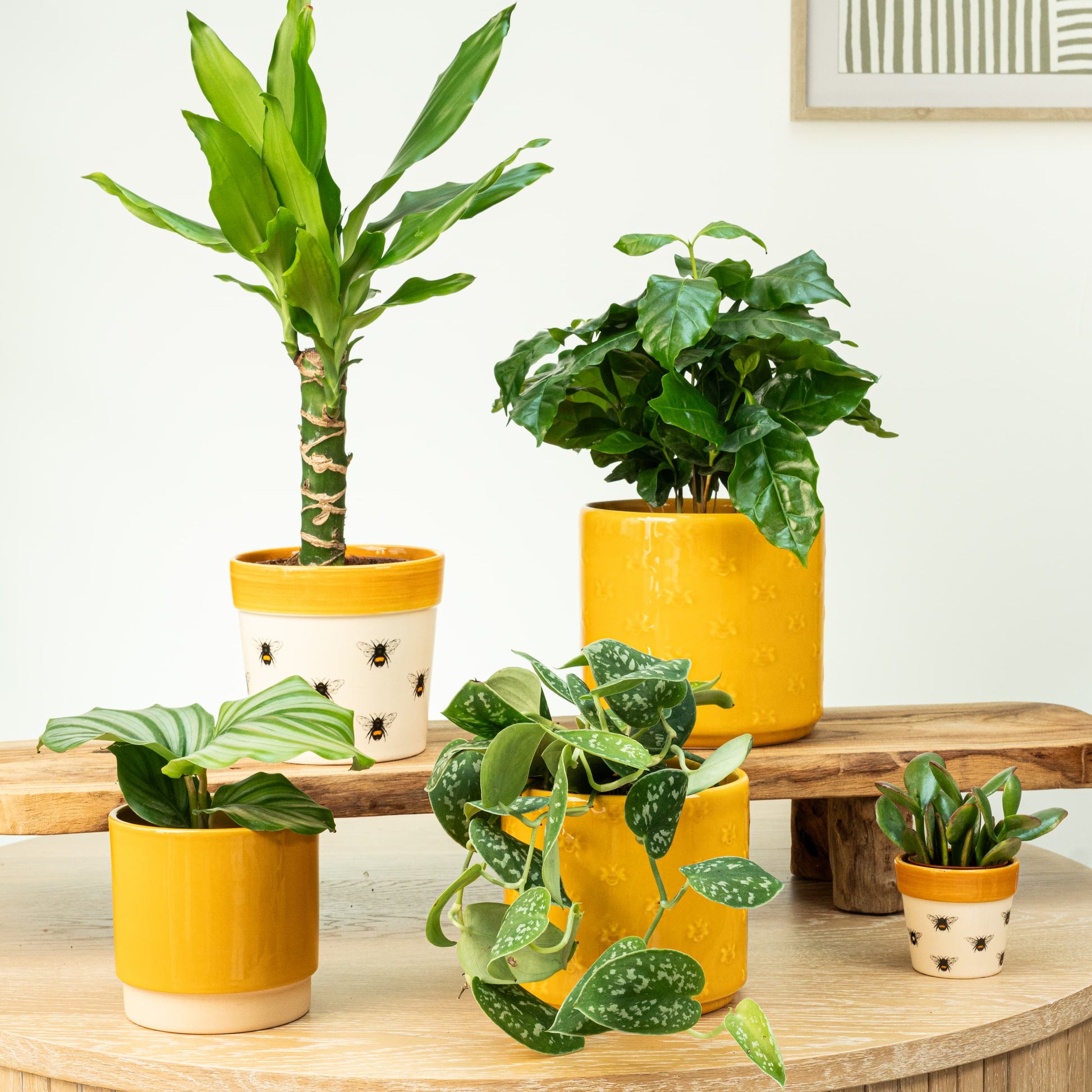 indoor pots for plants uk Big Bee | Plant Bundle | 5 X PLANTS