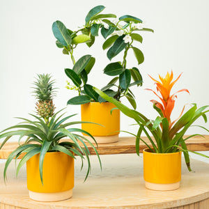 Tropical Paradise  | Plant Bundle - Indoor Plant