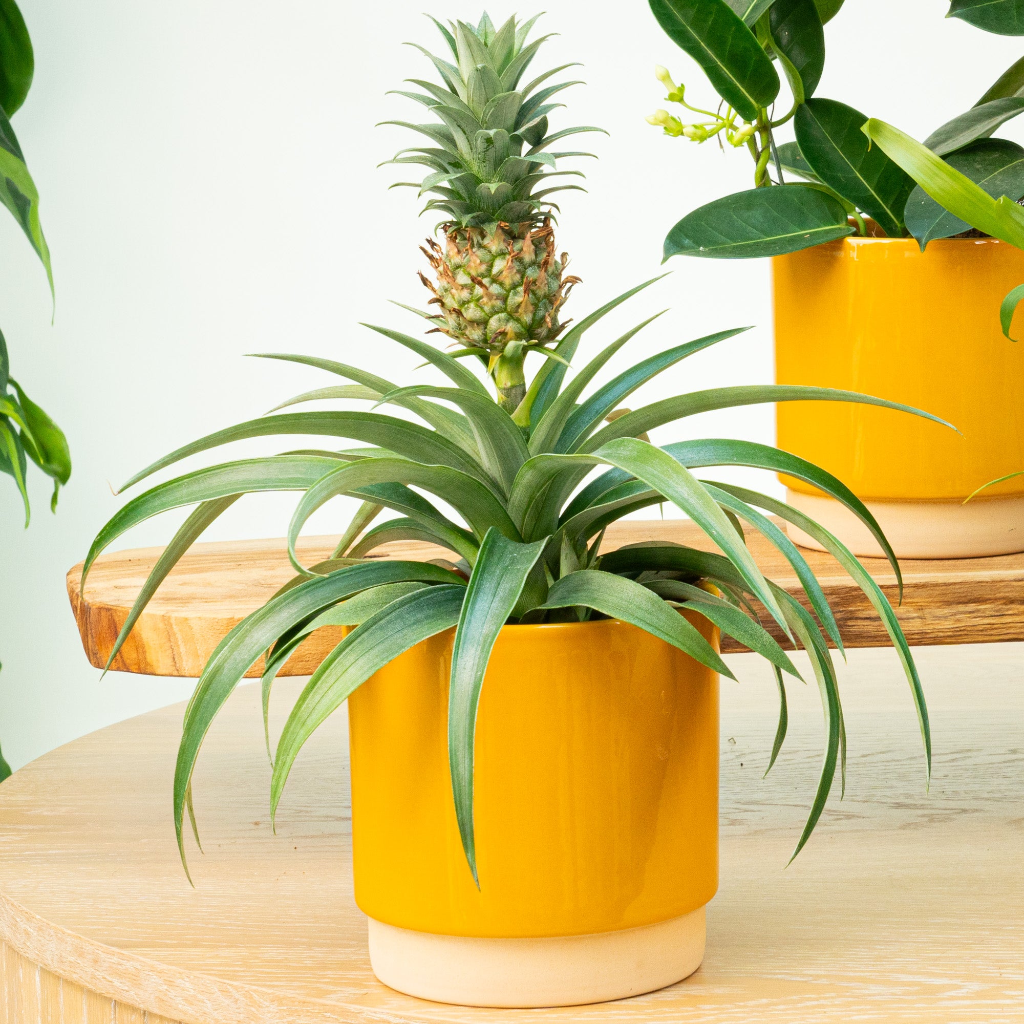 mini pineapple plant care Pineapple Plant | Amigo