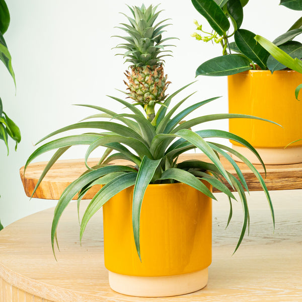 dwarf pineapple plant for sale australia Pineapple Plant | Amigo