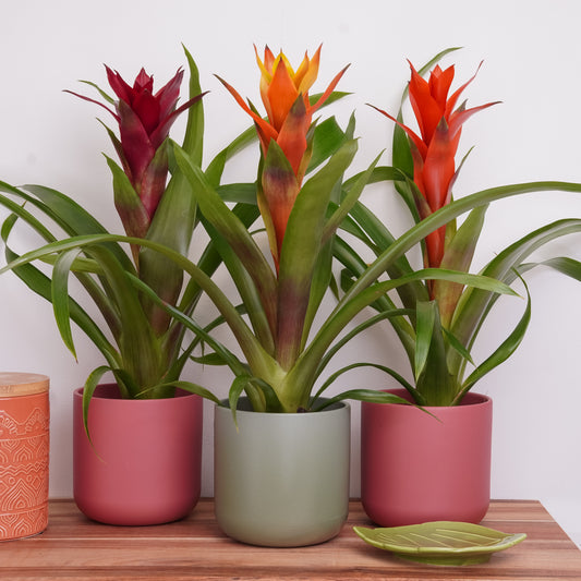 Spring Awakening | Plant Bundle | Houseplant Bundles