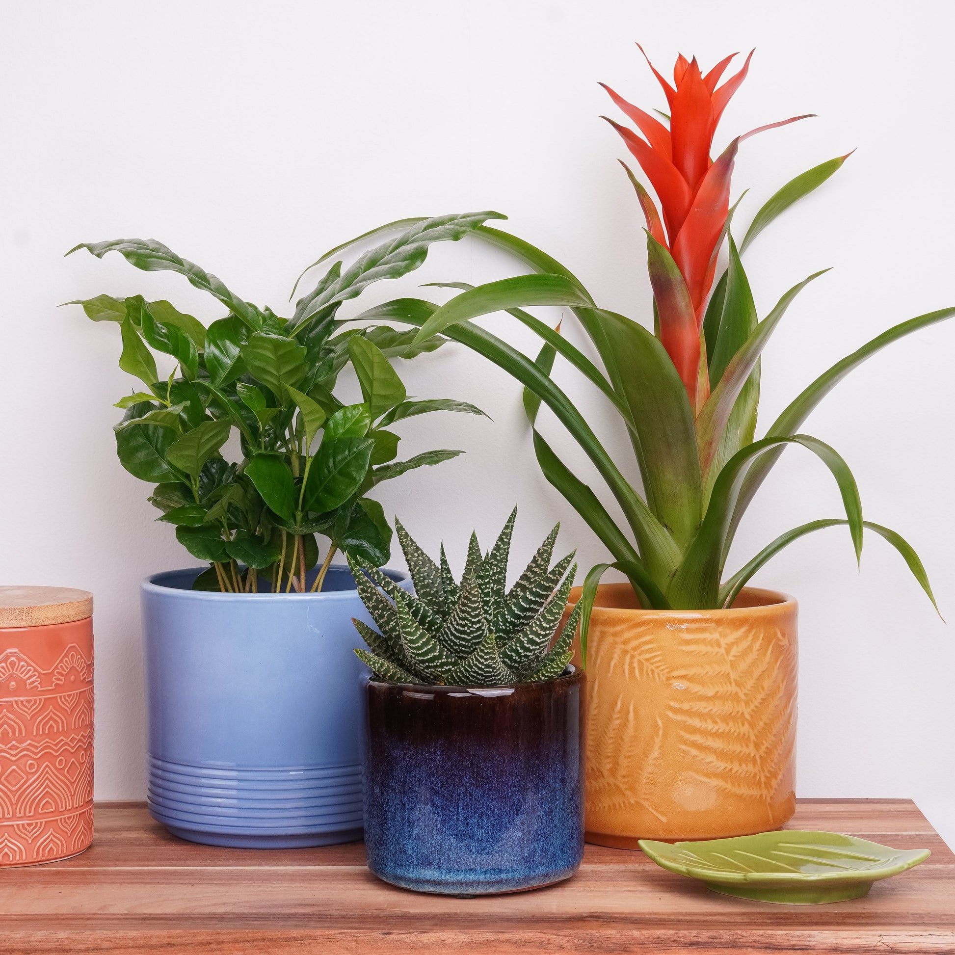 Happy Habitat | Plant Bundle