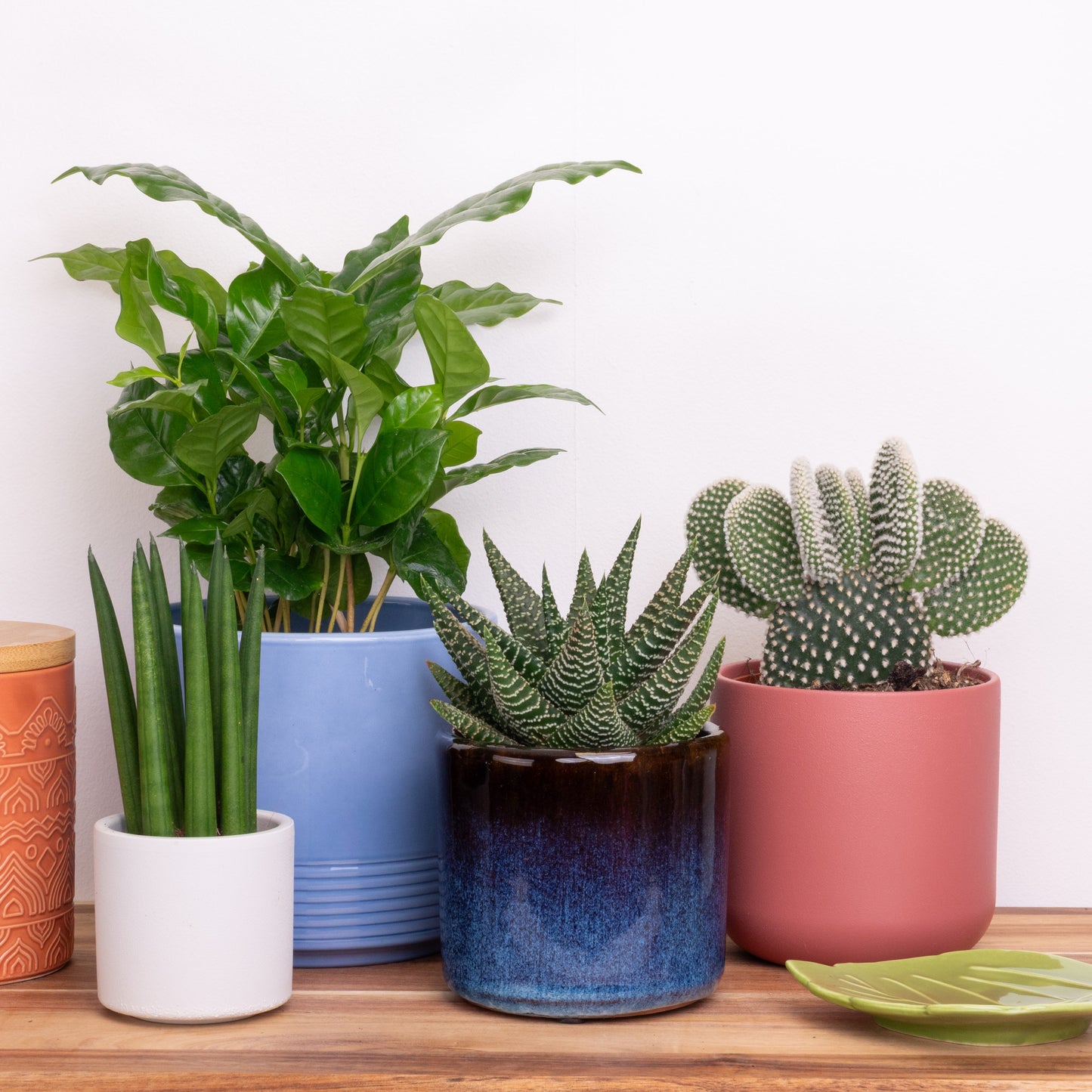 Cosmic Growth | Plant Bundle