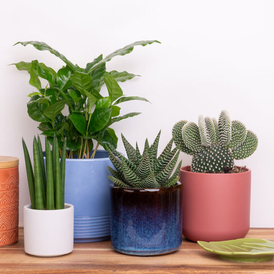 Cosmic Growth | Plant Bundle | 