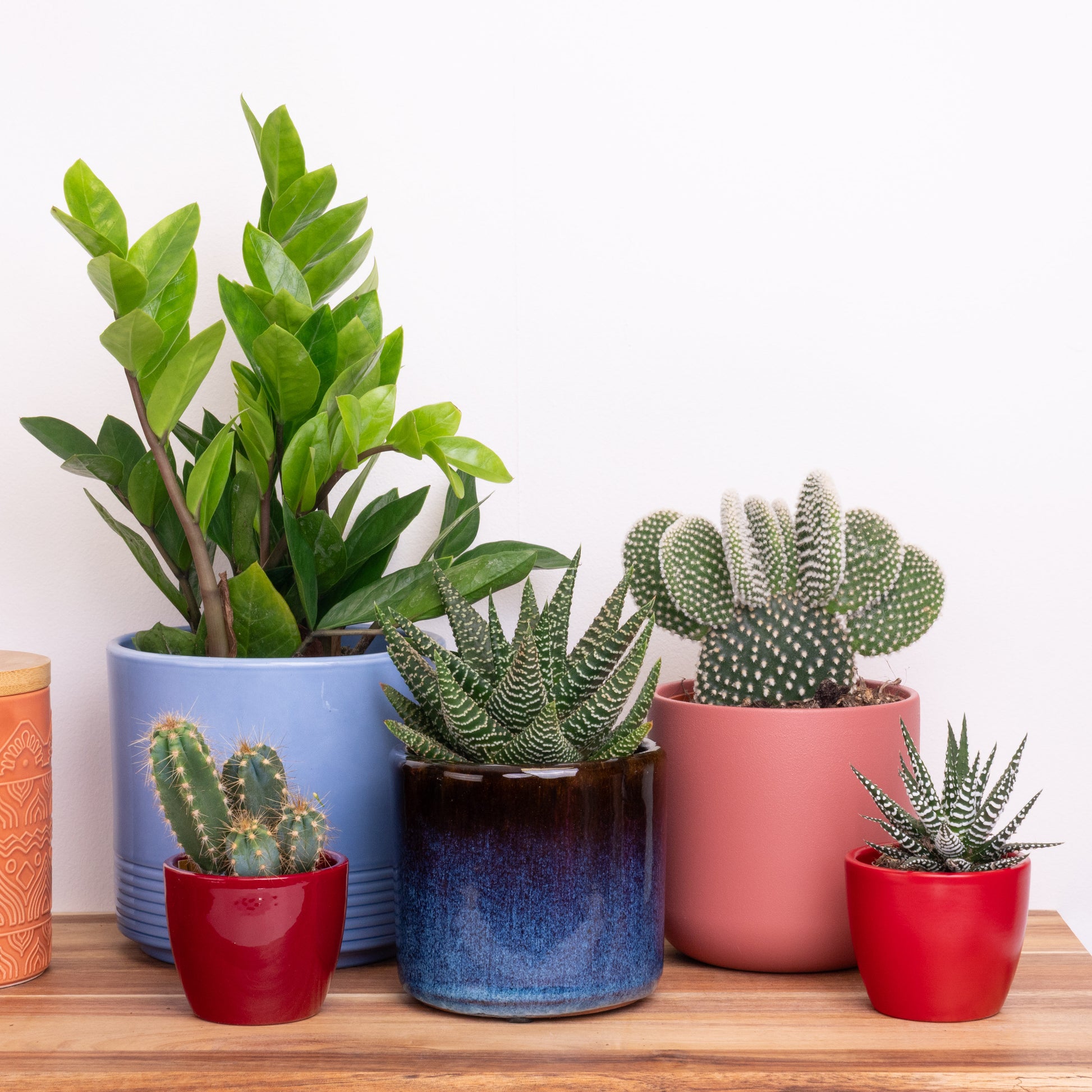 Vacation Vibes | Plant Bundle