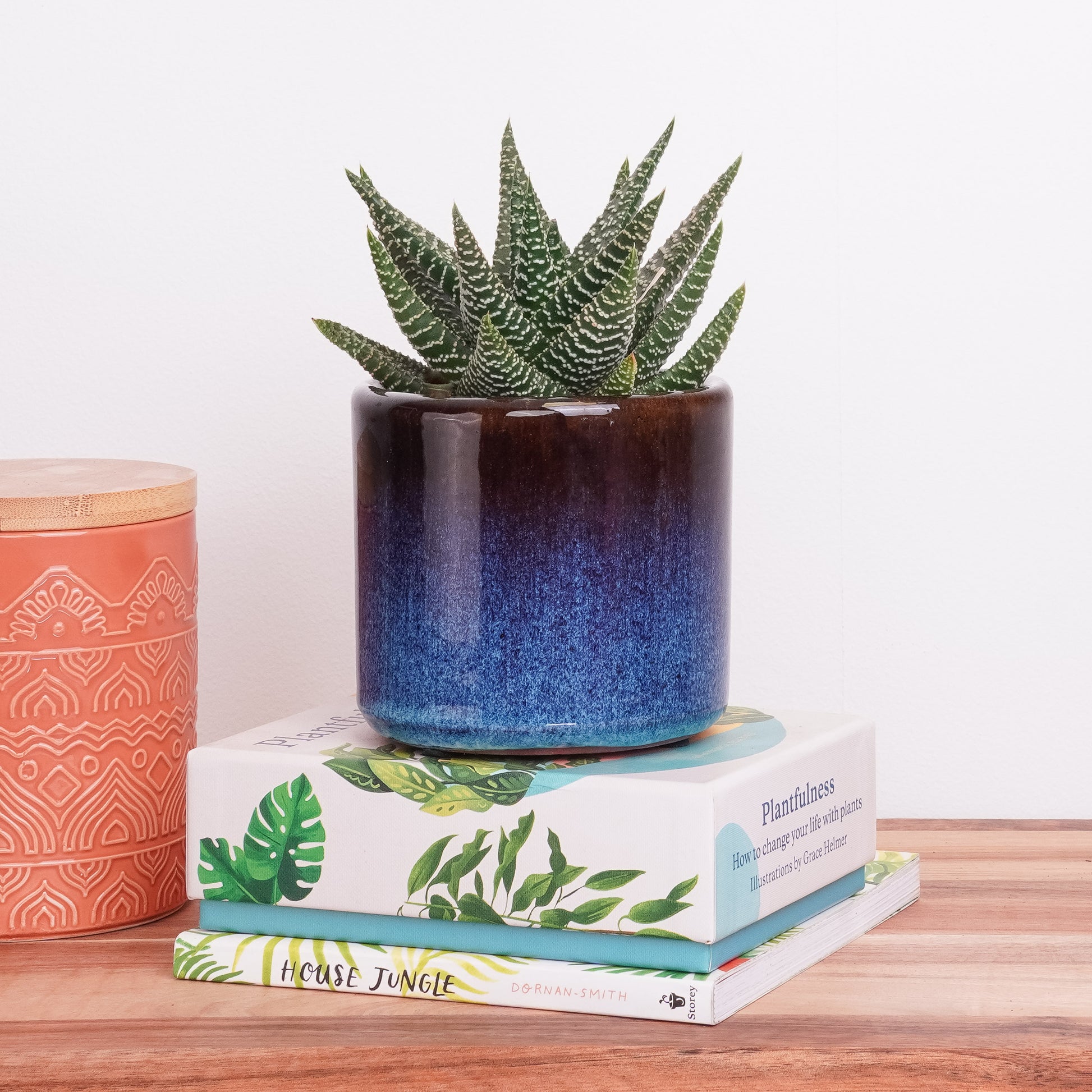 Gasterhaworthia | Royal Highness