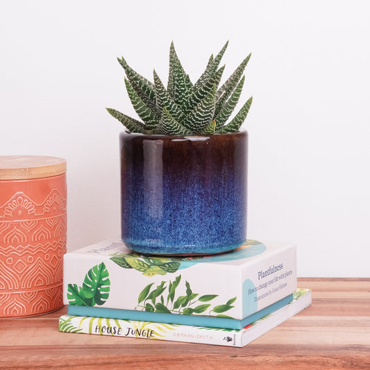 Gasterhaworthia | Royal Highness | Indoor Succulent Plants