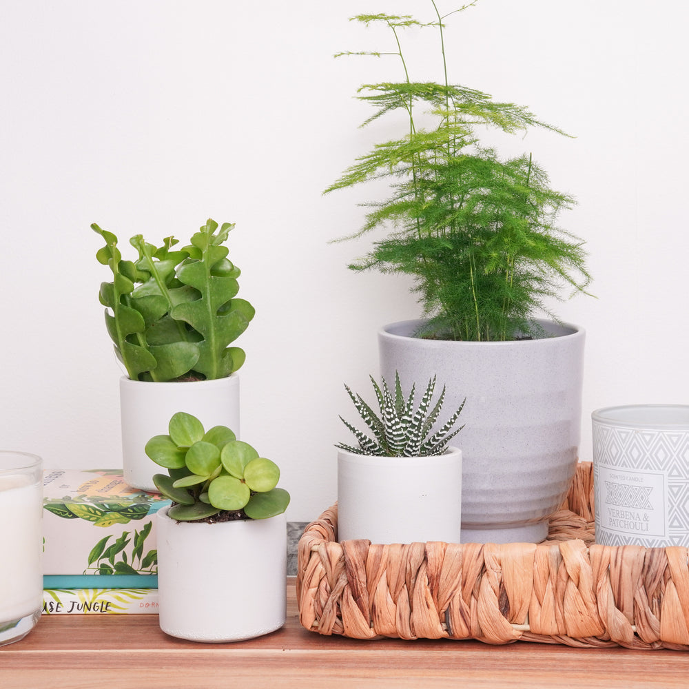 Indoor Gentle Living | Plant Bundle | 4 x PLANTS | 4 X POTS | Indoor Plant Bundle